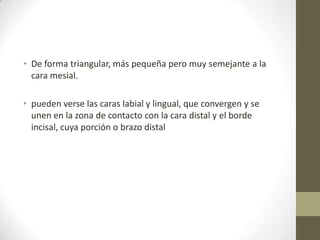 • De forma triangular, más pequeña pero muy semejante a la
cara mesial.
• pueden verse las caras labial y lingual, que convergen y se
unen en la zona de contacto con la cara distal y el borde
incisal, cuya porción o brazo distal
 