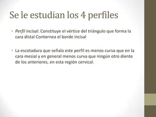 Se le estudian los 4 perfiles
• Perfil incisal. Constituye el vértice del triángulo que forma la
cara distal Contornea el borde incisal
• La escotadura que señala este perfil es menos curva que en la
cara mesial y en general menos curva que ningún otro diente
de los anteriores, en esta región cervical.
 