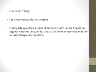 • El área de trabajo
• Los movimientos de masticación
• El desgaste que llega a tener el borde incisal y, la cara lingual en
algunos casos es tan grande, que al canino se le reconoce más por
su posición que por su forma.
 