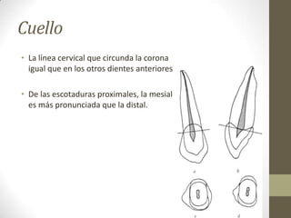 Cuello
• La línea cervical que circunda la corona
igual que en los otros dientes anteriores
• De las escotaduras proximales, la mesial
es más pronunciada que la distal.
 
