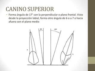 CANINO SUPERIOR
• Forma ángulo de 17° con la perpendicular o plano frontal. Visto
desde la proyección labial, forma otro ángulo de 6 o a 7 o hacia
afuera con el plano medio
 