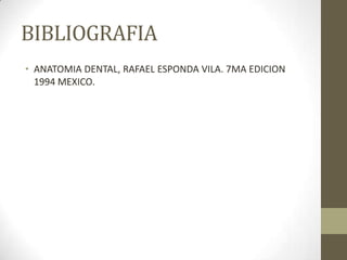 BIBLIOGRAFIA
• ANATOMIA DENTAL, RAFAEL ESPONDA VILA. 7MA EDICION
1994 MEXICO.
 