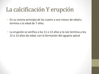 La calcificación Y erupción
• En su corona principia de los cuatro a seis meses de edad y
termina a la edad de 7 años.
• La erupción se verifica a los 11 o 12 años y la raíz termina a los
12 o 13 años de edad, con la formación del agujero apical
 