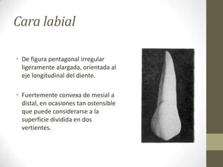 Cara labial
• De figura pentagonal irregular
ligeramente alargada, orientada al
eje longitudinal del diente.
• Fuertemente convexa de mesial a
distal, en ocasiones tan ostensible
que puede considerarse a la
superficie dividida en dos
vertientes.
 