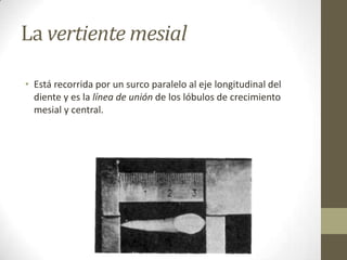 La vertiente mesial
• Está recorrida por un surco paralelo al eje longitudinal del
diente y es la línea de unión de los lóbulos de crecimiento
mesial y central.
 