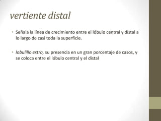 vertiente distal
• Señala la línea de crecimiento entre el lóbulo central y distal a
lo largo de casi toda la superficie.
• lobulillo extra, su presencia en un gran porcentaje de casos, y
se coloca entre el lóbulo central y el distal
 