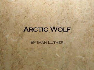 Arctic Wolf By Iman Luther 