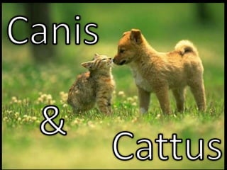 Canis & Cattus 