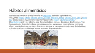 Hábitos alimenticios
Los lobos se alimentan principalmente de ungulados de medio y gran tamaño,
incluyendo ovejas, cabras, rebecos, cerdos, ciervos, antílopes, renos, caballos, alces, yaks y bison
tes. Otras presas incluyen mamíferos marinos como las focas24​ y ballenas varadas.25
El canibalismo entre los lobos ha sido documentado en tiempos de escasez de alimentos.26​ Los
lobos solitarios dependen más de animales pequeños que pueden cazar saltando encima de
ellos y sujetándolos con sus patas delanteras, aunque se han documentado casos de individuos
solitarios que han podido llegar a cazar animales de gran tamaño.
 