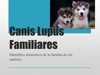 Canis Lupus
Familiares
Mamífero domestico de la familia de los
caninos.
 