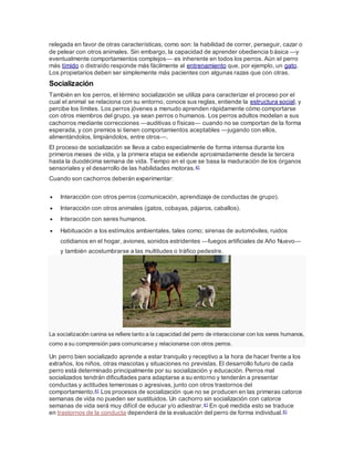 relegada en favor de otras características, como son: la habilidad de correr, perseguir, cazar o
de pelear con otros animales. Sin embargo, la capacidad de aprender obediencia básica —y
eventualmente comportamientos complejos— es inherente en todos los perros. Aún el perro
más tímido o distraído responde más fácilmente al entrenamiento que, por ejemplo, un gato.
Los propietarios deben ser simplemente más pacientes con algunas razas que con otras.
Socialización
También en los perros, el término socialización se utiliza para caracterizar el proceso por el
cual el animal se relaciona con su entorno, conoce sus reglas, entiende la estructura social, y
percibe los límites. Los perros jóvenes a menudo aprenden rápidamente cómo comportarse
con otros miembros del grupo, ya sean perros o humanos. Los perros adultos modelan a sus
cachorros mediante correcciones —auditivas o físicas— cuando no se comportan de la forma
esperada, y con premios si tienen comportamientos aceptables —jugando con ellos,
alimentándolos, limpiándolos, entre otros—.
El proceso de socialización se lleva a cabo especialmente de forma intensa durante los
primeros meses de vida, y la primera etapa se extiende aproximadamente desde la tercera
hasta la duodécima semana de vida. Tiempo en el que se basa la maduración de los órganos
sensoriales y el desarrollo de las habilidades motoras.41
Cuando son cachorros deberán experimentar:
 Interacción con otros perros (comunicación, aprendizaje de conductas de grupo).
 Interacción con otros animales (gatos, cobayas, pájaros, caballos).
 Interacción con seres humanos.
 Habituación a los estímulos ambientales, tales como; sirenas de automóviles, ruidos
cotidianos en el hogar, aviones, sonidos estridentes —fuegos artificiales de Año Nuevo—
y también acostumbrarse a las multitudes o tráfico pedestre.
La socialización canina se refiere tanto a la capacidad del perro de interaccionar con los seres humanos,
como a su comprensión para comunicarse y relacionarse con otros perros.
Un perro bien socializado aprende a estar tranquilo y receptivo a la hora de hacer frente a los
extraños, los niños, otras mascotas y situaciones no previstas. El desarrollo futuro de cada
perro está determinado principalmente por su socialización y educación. Perros mal
socializados tendrán dificultades para adaptarse a su entorno y tenderán a presentar
conductas y actitudes temerosas o agresivas, junto con otros trastornos del
comportamiento.41 Los procesos de socialización que no se producen en las primeras catorce
semanas de vida no pueden ser sustituidos. Un cachorro sin socialización con catorce
semanas de vida será muy difícil de educar y/o adiestrar.41 En qué medida esto se traduce
en trastornos de la conducta dependerá de la evaluación del perro de forma individual.41
 