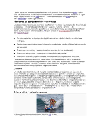 Debido a que son animales con tendencia a usar guaridas en el momento del parto y para
criar a sus cachorros, pueden aprender fácilmente comportamientos como mantener su lugar
limpio y aceptar estar en un área cerrada —como es el caso de una jaula temporal
para transporte— u otro lugar cercado.
Problemas de comportamiento o anormales
Los trastornos de la conducta canina se clasifican en tres tipos: 1) patologías del desarrollo, 2)
sociopatías —relacionadas con el ambiente y su jauría humana o animal—, 3)
comportamientos disfuncionales que alteran la conducta normal, y que se ajustan para hacer
frente a una situación cotidiana (fobia).42 Según la tesis de zoopsiquiatría desarrollada
por Patrick Pageat:
 Agresiones de tipo jerárquicas, territorial/maternal, por miedo, irritación, predatorias y
redirigida.
 Destructivas, orina/defecaciones indeseadas, ansiedades, miedos y fobias (a la pirotecnia,
por ejemplo),
 Trastornos compulsivos y estereotipias (persecución de cola, autolamido).
 Trastornos alimentarios y dípsicos (anorexia/bulimia, potomanía).
 Trastornos sexuales (hípersexualidad, pseudogestación), depresión de involución.
Cabe señalar también que muchas de las malas costumbres caninas son la muestra de
comportamientos desarrollados por razones tales como: falta de actividad —como puede ser
caminatas o deportes caninos—, ausencia de socialización, disciplina, entrenamiento o
educación irresponsable por parte de los propios dueños.
Gruñido
Un estudio reciente en Budapest, Hungría, ha encontrado que los perros son capaces de
saber el tamaño que otro perro tiene con sólo escuchar su gruñido. También que un gruñido
específico es utilizado por los perros para proteger su comida. La investigación mostró que los
perros no mienten sobre su tamaño, siendo esta la primera vez que una investigación ha
puesto de manifiesto que los animales pueden determinar el tamaño de otro por el sonido que
producen. La prueba utilizó imágenes de muchos tipos de perros, mostrando un perro
pequeño, después uno grande y reproduciendo el gruñido de cada tipo. El resultado demostró
que —20 de los 24 perros del ensayo— miraban primero a la imagen del perro de tamaño
apropiado durante los períodos más largo de tiempo.43
Interacción con los humanos
Humano y perro interaccionan mientras practican surf en Maui.
 
