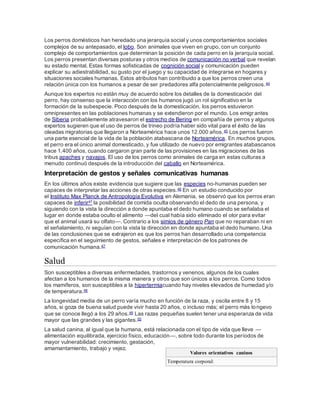 Los perros domésticos han heredado una jerarquía social y unos comportamientos sociales
complejos de su antepasado, el lobo. Son animales que viven en grupo, con un conjunto
complejo de comportamientos que determinan la posición de cada perro en la jerarquía social.
Los perros presentan diversas posturas y otros medios de comunicación no verbal que revelan
su estado mental. Estas formas sofisticadas de cognición social y comunicación pueden
explicar su adiestrabilidad, su gusto por el juego y su capacidad de integrarse en hogares y
situaciones sociales humanas. Estos atributos han contribuido a que los perros creen una
relación única con los humanos a pesar de ser predadores alfa potencialmente peligrosos.44
Aunque los expertos no están muy de acuerdo sobre los detalles de la domesticación del
perro, hay consenso que la interacción con los humanos jugó un rol significativo en la
formación de la subespecie. Poco después de la domesticación, los perros estuvieron
omnipresentes en las poblaciones humanas y se extendieron por el mundo. Los emigrantes
de Siberia probablemente atravesaron el estrecho de Bering en compañía de perros y algunos
expertos sugieren que el uso de perros de trineo podría haber sido vital para el éxito de las
oleadas migratorias que llegaron a Norteamérica hace unos 12.000 años.45 Los perros fueron
una parte esencial de la vida de la población atabascana de Norteamérica. En muchos grupos,
el perro era el único animal domesticado, y fue utilizado de nuevo por emigrantes atabascanos
hace 1.400 años, cuando cargaron gran parte de las provisiones en las migraciones de las
tribus apaches y navajos. El uso de los perros como animales de carga en estas culturas a
menudo continuó después de la introducción del caballo en Norteamérica.
Interpretación de gestos y señales comunicativas humanas
En los últimos años existe evidencia que sugiere que las especies no-humanas pueden ser
capaces de interpretar las acciones de otras especies.46 En un estudio conducido por
el Instituto Max Planck de Antropología Evolutiva en Alemania, se observó que los perros eran
capaces de inferir47 la posibilidad de comida oculta observando el dedo de una persona, y
siguiendo con la vista la dirección a donde apuntaba el dedo humano cuando se señalaba el
lugar en donde estaba oculto el alimento —del cual había sido eliminado el olor para evitar
que el animal usará su olfato—. Contrario a los simios de género Pan que no reparaban ni en
el señalamiento, ni seguían con la vista la dirección en donde apuntaba el dedo humano. Una
de las conclusiones que se extrajeron es que los perros han desarrollado una competencia
específica en el seguimiento de gestos, señales e interpretación de los patrones de
comunicación humana.47
Salud
Son susceptibles a diversas enfermedades, trastornos y venenos, algunos de los cuales
afectan a los humanos de la misma manera y otros que son únicos a los perros. Como todos
los mamíferos, son susceptibles a la hipertermiacuando hay niveles elevados de humedad y/o
de temperatura.48
La longevidad media de un perro varía mucho en función de la raza, y oscila entre 8 y 15
años, si goza de buena salud puede vivir hasta 20 años, o incluso más; el perro más longevo
que se conoce llegó a los 29 años.49 Las razas pequeñas suelen tener una esperanza de vida
mayor que las grandes y las gigantes.50
La salud canina, al igual que la humana, está relacionada con el tipo de vida que lleve —
alimentación equilibrada, ejercicio físico, educación—, sobre todo durante los períodos de
mayor vulnerabilidad: crecimiento, gestación,
amamantamiento, trabajo y vejez.
Valores orientativos caninos
Temperatura corporal:
 