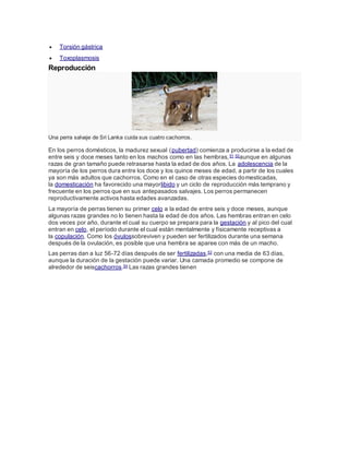  Torsión gástrica
 Toxoplasmosis
Reproducción
Una perra salvaje de Sri Lanka cuida sus cuatro cachorros.
En los perros domésticos, la madurez sexual (pubertad) comienza a producirse a la edad de
entre seis y doce meses tanto en los machos como en las hembras,51 52aunque en algunas
razas de gran tamaño puede retrasarse hasta la edad de dos años. La adolescencia de la
mayoría de los perros dura entre los doce y los quince meses de edad, a partir de los cuales
ya son más adultos que cachorros. Como en el caso de otras especies domesticadas,
la domesticación ha favorecido una mayorlibido y un ciclo de reproducción más temprano y
frecuente en los perros que en sus antepasados salvajes. Los perros permanecen
reproductivamente activos hasta edades avanzadas.
La mayoría de perras tienen su primer celo a la edad de entre seis y doce meses, aunque
algunas razas grandes no lo tienen hasta la edad de dos años. Las hembras entran en celo
dos veces por año, durante el cual su cuerpo se prepara para la gestación y al pico del cual
entran en celo, el período durante el cual están mentalmente y físicamente receptivas a
la copulación. Como los óvulossobreviven y pueden ser fertilizados durante una semana
después de la ovulación, es posible que una hembra se aparee con más de un macho.
Las perras dan a luz 56-72 días después de ser fertilizadas,53 con una media de 63 días,
aunque la duración de la gestación puede variar. Una camada promedio se compone de
alrededor de seiscachorros.54 Las razas grandes tienen
 