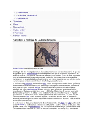 o 6.2 Reproducción
o 6.3 Castración y esterilización
o 6.4 Alimentación
 7 Predadores
 8 Razas
 9 Usos y utilidad
 10 Véase también
 11 Referencias
 12 Enlaces externos
Ancestros e historia de la domesticación
Mosaico romano mostrando un perro con collar.
En el siglo XXI, los investigadores han alcanzado un consenso casi absoluto acerca de que es
muy posible que la domesticación del perro empezara más por la adaptación espontánea de
este al acercarse a vivir junto al hombre que por la voluntad humana.8 Esto se debe a que vivir
junto al hombre siempre fue ventajoso para el cánido. Un perro viviendo en una comunidad
humana, aún en la Antigüedad, podía alimentarse con menos esfuerzo que uno salvaje, podía
vivir en mejores condiciones disfrutando del afecto y cuidado humano.
El perro es una subespecie doméstica del lobo, según la comparación de los mapas genéticos
de ambas especies.9 La evidencia fósil más antigua de un perro domesticado fue encontrada
en 2008 en la cueva Goyet de Bélgica, correspondiente a unos 31.700 años y al parecer
asociado a la cultura auriñaciense.10 Hasta entonces las pruebas más antiguas se habían
encontrado en Rusia, pertenecientes a hace 14.000 años (Eliseevich). El hombre consiguió
domesticar a ejemplares de lobos, o, más probablemente, se demostró incapaz de impedir
que los lobos se introdujeran en sus aldeas y tuvieran allí a sus cachorros.8 El perro era útil
como ayuda en la caza y para defender al grupo y su morada. Poco a poco, el hombre los
adaptó a sus necesidades, creando diferentes razas para las distintas labores y características
ambientales y geográficas.
El ser humano se dio cuenta rápidamente de los finos sentidos del olfato y el oído que tenía el
perro;[cita requerida] su olfato es más potente que del humano —su área olfatoria es 20 veces más
gruesa, y en el caso del pastor alemán con una superficie 34 veces mayor y con 40 veces más
células olfatorias— y su oído es capaz de percibir sonidos muy por debajo y por encima del
 