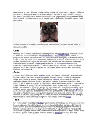 las orejas de un perro. Además, puede localizar el origen de un sonido mucho más rápido que
un humano y detectar sonidos a una distancia hasta cuatro veces mayor que los humanos.
Los perros con una forma de la oreja más natural, como las orejas de cánidos salvajes como
el zorro, suelen oír mejor que los perros con las orejas más flexibles típicas de muchas razas
domésticas.
El olfato es uno de los principales sentidos con que el perro descubre el mundo. La nariz canina es
altamente sensible.
Olfato
Mientras que el cerebro humano es dominado por una gran corteza visual, el cerebro canino
es dominado principalmente por una corteza olfativa. El bulbo olfativo de los perros, en
proporción al tamaño total del cerebro, es unas cuarenta veces mayor que el de los humanos.
Según la raza, los perros tienen entre 125 y 220 millones de células olfativas extendidas sobre
un área del tamaño de un pañuelo de bolsillo —en comparación con 5 millones de células
extendidas sobre el área de un sello en los humanos—.22 30 31 Los bloodhound son la
excepción, con aproximadamente 300 millones de receptores olfativos. Los perros pueden
distinguir olores a concentraciones casi 100 millones de veces inferiores a las que pueden
distinguir los humanos.32
Gusto
Entre los sentidos caninos, el del sabor es el que menos se ha investigado y a menudo se le
ha relacionado con el olfato. Los perros pueden distinguir los sabores básicos de manera
similar a los humanos, aunque casi no distinguen el salado.33 Sin embargo, los gustos
preferidos pueden diferir mucho de un perro a otro, pues parece que no eligen la comida
según el tipo de gusto, sino según su intensidad —fuerte sabor / gusto suave—. Los primeros
meses de la vida de un cachorro son bastante importantes en este sentido ya que suelen
probar muchos sabores diferentes cuando son jóvenes también desarrollarán un gusto por la
variedad cuando sean adultos.34 Al igual que los humanos y que muchos otros animales, los
perros tienen la capacidad de asociar determinados gustos con los problemas de salud. Si un
alimento los hace enfermar o hace que se encuentren mal, tenderá a evitar el sabor de este
alimento en el futuro. Esto forma parte de un mecanismo de defensa instintivo, que protege a
los animales de envenenarse por la ingestión frecuente de sustancias tóxicas.
Tacto
Los perros utilizan el sentido del tacto para comunicarse entre ellos y con otras especies. Si se
hace apropiadamente, tocar un perro puede servir para estimularlo o relajarlo. Se trata del
primer sentido que se desarrolla en los cachorros recién nacidos y las perras comienzan a
lamer y acariciar sus crías poco después del nacimiento.35 Algunos estudios han sugerido
incluso que los perros pueden detectar movimientos en el abdomen de la madre incluso antes
de nacer y que las perras que son mimadas durante la gestación dan a luz crías más
 