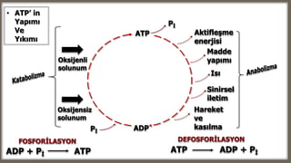 ATP
ADP
Pİ
Pİ
Aktifleşme
enerjisi
Madde
yapımı
Hareket
ve
kasılma
Sinirsel
iletim
Isı
Oksijenli
solunum
Oksijensiz
solunum
FOSFORİLASYON DEFOSFORİLASYON
ADP + Pİ ATP ATP ADP + Pİ
• ATP’ in
Yapımı
Ve
Yıkımı
 