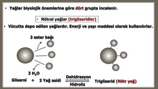 Trigliserid (Nötr yağ)
3 H2O
Dehidrasyon
Hidroliz
+ 3 Yağ asidiGliserol
• Nötral yağlar (trigliseridler)
• Vücutta depo edilen yağlardır. Enerji ve yapı maddesi olarak kullanılırlar.
• Yağlar biyolojik önemlerine göre dört grupta incelenir.
3 ester bağı
 
