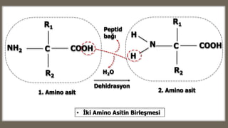 CNH2
R2
R1
COOH CN
R2
R1
COOH
H
H
H2O
1. Amino asit
Peptid
bağı
2. Amino asit
Dehidrasyon
• İki Amino Asitin Birleşmesi
 