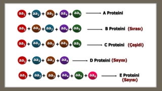 aa1
aa3
aa5aa4
aa6
aa1
aa1
aa1
aa1
aa2
aa2
aa2
aa2
aa2
aa3
aa3
aa3
aa3
aa3
aa4
aa4
aa4
aa5
aa5
aa5
+
+
+
+
+
+
+
+
+
+
+
+
+
+
+ + + +
+
+
A Proteini
B Proteini
C Proteini
D Proteini
E Proteini
(Sırası)
(Çeşidi)
(Sayısı)
(Sayısı)
 