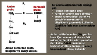 • Amino asitlerin amino (N) grupları
karaciğerde amonyak üre ve ürik
aside çevrilerek idrarla dışarı atılır.
Geri kalan C-H-O bölümü ise
karbonhidratlara dönüşerek enerji
hammaddesi olarak kullanılır.
Bir amino asidin hücrede izlediği
yol;
• Protein sentezine girer.
• Farklı bir amino aside dönüşür.
• Enerji hammaddesi olarak ve
protein olmayan azotlu
bileşiklerin yapımında kullanılır.
(özellikle fazla olan amino asitler
için)
CNH2
R2
R1
Karboksil
grubu
Amino
grubu
COOH
NH3
üre
ürik asit
İdrar
• Amino asitlerden azotlu
bileşikler ve enerji üretimi
Enerji
 