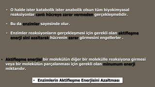• O halde ister katabolik ister anabolik olsun tüm biyokimyasal
reaksiyonlar canlı hücreye zarar vermeden gerçekleşmelidir.
• Bu da enzimler sayesinde olur.
• Enzimler reaksiyonların gerçekleşmesi için gerekli olan aktifleşme
enerji sini azaltarak hücrenin zarar görmesini engellerler .
• Aktifleşme enerjisi bir molekülün diğer bir molekülle reaksiyona girmesi
veya bir molekülün parçalanması için gerekli olan minumum enerji
miktarıdır.
• Enzimlerin Aktifleşme Enerjisini Azaltması
 