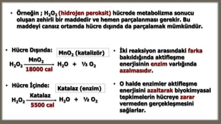 H2O2 H2O +
18000 cal
• Hücre İçinde:
H2O2
Katalaz
5500 cal
MnO2 (katalizör)
Katalaz (enzim)
• Hücre Dışında:
MnO2
½ O2
H2O + ½ O2
• İki reaksiyon arasındaki farka
bakıldığında aktifleşme
enerjisinin enzim varlığında
azalmasıdır.
• O halde enzimler aktifleşme
enerjisini azaltarak biyokimyasal
tepkimelerin hücreye zarar
vermeden gerçekleşmesini
sağlarlar.
• Örneğin ; H2O2 (hidrojen peroksit) hücrede metabolizma sonucu
oluşan zehirli bir maddedir ve hemen parçalanması gerekir. Bu
maddeyi cansız ortamda hücre dışında da parçalamak mümkündür.
 