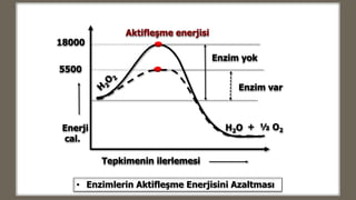 Tepkimenin ilerlemesi
Enerji
cal.
Enzim yok
Enzim var
18000
5500
H2O + ½ O2
Aktifleşme enerjisi
• Enzimlerin Aktifleşme Enerjisini Azaltması
 