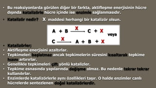 • Bu reaksiyonlarda görülen diğer bir farkta, aktifleşme enerjisinin hücre
dışında katalizörle hücre içinde ise enzimle sağlanmasıdır.
• Katalizör nedir?
• Katalizörler;
• Aktifleşme enerjisini azaltırlar.
• Tepkimeleri başlatmaz ancak tepkimelerin süresini kısaltarak tepkime
hızını artırırlar.
• Genellikle tepkimeleri çift yönlü katalizler.
• Tepkime esnasında yapılarında değişme olmaz. Bu nedenle tekrar tekrar
kullanılırlar.
• Enzimlerde katalizörlerle aynı özellikleri taşır. O halde enzimler canlı
hücrelerde sentezlenen doğal katalizörlerdir.
X maddesi herhangi bir katalizör olsun.
X
A + B C + X
veya
C A + B + X
X
 