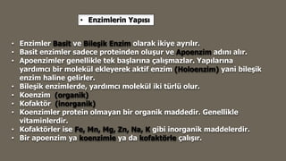 • Enzimlerin Yapısı
• Enzimler Basit ve Bileşik Enzim olarak ikiye ayrılır.
• Basit enzimler sadece proteinden oluşur ve Apoenzim adını alır.
• Apoenzimler genellikle tek başlarına çalışmazlar. Yapılarına
yardımcı bir molekül ekleyerek aktif enzim (Holoenzim) yani bileşik
enzim haline gelirler.
• Bileşik enzimlerde, yardımcı molekül iki türlü olur.
• Koenzim (organik)
• Kofaktör (inorganik)
• Koenzimler protein olmayan bir organik maddedir. Genellikle
vitaminlerdir.
• Kofaktörler ise Fe, Mn, Mg, Zn, Na, K gibi inorganik maddelerdir.
• Bir apoenzim ya koenzimle ya da kofaktörle çalışır.
 