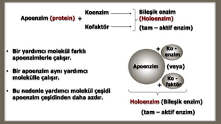 (tam – aktif enzim)
Apoenzim (protein)
Bileşik enzim
(Holoenzim)+
Koenzim
Kofaktör
Holoenzim (Bileşik enzim)
• Bir yardımcı molekül farklı
apoenzimlerle çalışır.
• Bir apoenzim aynı yardımcı
molekülle çalışır.
• Bu nedenle yardımcı molekül çeşidi
apoenzim çeşidinden daha azdır.
(tam – aktif enzim)
Apoenzim
Ko -
enzim
Ko -
faktör
(veya)
+
+
 
