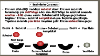 Enzim
Aktif bölge
Substrat
Enzim – Substrat
Kompleksi
Enzim Yeni Ürün
+
+ SubstratEnzim Enzim – Substrat
Kompleksi
Enzim + Yeni Ürün
• Enzimin etki ettiği maddeye substrat denir. Enzimin substratı
tanımladığı yer aktif bölge adını alır. Aktif bölge ile substrat arasında
anahtar – kilit uyumu vardır. Substrat aktif bölgeye geçici olarak
bağlanır. Enzim – substrat kompleksi oluşur. Tepkime gerçekleşir.
Tepkime sonunda yeni ürün meydana gelir. Enzim serbest hale geçer.
• Enzimlerin Çalışması
 