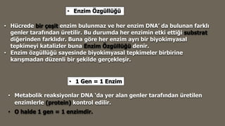 • Enzim Özgüllüğü
• Hücrede bir çeşit enzim bulunmaz ve her enzim DNA’ da bulunan farklı
genler tarafından üretilir. Bu durumda her enzimin etki ettiği substrat
diğerinden farklıdır. Buna göre her enzim ayrı bir biyokimyasal
tepkimeyi katalizler buna Enzim Özgüllüğü denir.
• Enzim özgüllüğü sayesinde biyokimyasal tepkimeler birbirine
karışmadan düzenli bir şekilde gerçekleşir.
• 1 Gen = 1 Enzim
• Metabolik reaksiyonlar DNA ‘da yer alan genler tarafından üretilen
enzimlerle (protein) kontrol edilir.
• O halde 1 gen = 1 enzimdir.
 