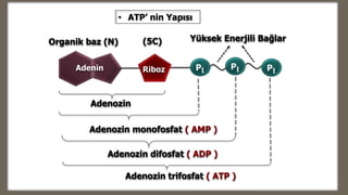 Pİ Pİ
Adenozin
Pİ
Adenozin monofosfat ( AMP )
Adenozin difosfat ( ADP )
Adenozin trifosfat ( ATP )
Riboz
Yüksek Enerjili Bağlar
Adenin
Organik baz (N) (5C)
• ATP’ nin Yapısı
 