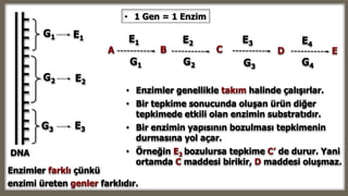 DNA
A B C D E
G1 G2 G3 G4
E1 E2 E3 E4
G1
G2
G3
E1
E2
E3
• Enzimler genellikle takım halinde çalışırlar.
• Bir tepkime sonucunda oluşan ürün diğer
tepkimede etkili olan enzimin substratıdır.
• Bir enzimin yapısının bozulması tepkimenin
durmasına yol açar.
• Örneğin E3 bozulursa tepkime C’ de durur. Yani
ortamda C maddesi birikir, D maddesi oluşmaz.
• 1 Gen = 1 Enzim
Enzimler farklı çünkü
enzimi üreten genler farklıdır.
 