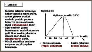 o
C
Tepkime hızı
Sıcaklık
Optimum sıcaklık
o
C37
0 20 30 40 5010
• Enzim çalışmaz.
(yapısı bozulmaz)
• Enzim çalışmaz.
(yapısı bozulur)
• Sıcaklık
• Sıcaklık artışı bir dereceye
kadar tepkime hızını artırır.
• Ancak yüksek sıcaklık
enzimin protein yapısını
bozar ve enzim çalışmaz.
Buna Denaturasyon denir.
• Eğer enzimin yapısı
bozulmadan sıcaklık normale
getirilirse enzim çalışmaya
devam eder. Buna da
Renaturasyon denir.
• Düşük sıcaklıkta enzimler
çalışmaz ancak yapıları
bozulmaz.
 