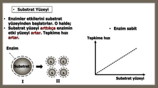 • Enzim sabit
Substrat yüzeyi
Tepkime hızı
s s
s s
III
Substrat
• Enzimler etkilerini substrat
yüzeyinden başlatırlar. O halde;
• Substrat yüzeyi arttıkça enzimin
etki yüzeyi artar. Tepkime hızı
artar.
• Substrat Yüzeyi
Enzim
 