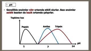 pH
71 14
Tepkime hızı
Pepsin Amilaz Tripsin
• Genellikle enzimler nötr ortamda etkili olurlar. Bazı enzimler
asidik bazıları da bazik ortamda çalışırlar.
• pH
 