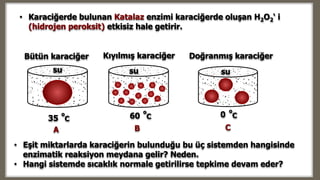 Bütün karaciğer
o
C 6035
Kıyılmış karaciğer
o
C
Doğranmış karaciğer
0
o
C
su su su
A B C
• Eşit miktarlarda karaciğerin bulunduğu bu üç sistemden hangisinde
enzimatik reaksiyon meydana gelir? Neden.
• Hangi sistemde sıcaklık normale getirilirse tepkime devam eder?
• Karaciğerde bulunan Katalaz enzimi karaciğerde oluşan H2O2‘ i
(hidrojen peroksit) etkisiz hale getirir.
 