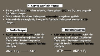 • ATP ve ATP’ nin Yapısı
• Bir organik baz (N) olan adenin, riboz şekeri (5C) ve üç tane organik
fosfattan oluşur.
• Önce adenin ile riboz birleşerek adenozini meydana getirir.
• Adenozinde sırasıyla üç inorganik fosfatla birleşerek sonuçta ATP
oluşur.
ADP + Pİ ATP ATP ADP + Pİ
• ATP ‘den ADP oluşumu ATP nin
yıkımını yani enerji tüketimini
ifade eder. Defosforilasyonda
organik fosfat inorganik fosfata
dönüşür.
• ADP‘ den ATP oluşumu ATP nin
yapımını yani enerji üretimini
ifade eder. Fosforilasyonda
inorganik fosfat organik fosfata
dönüşür.
• Fosforilasyon • Defosforilasyon
 