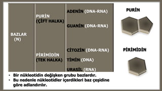 BAZLAR
(N)
PURİN
(ÇİFT HALKA)
PİRİMİDİN
(TEK HALKA)
ADENİN (DNA-RNA)
GUANİN (DNA-RNA)
CİTOZİN (DNA-RNA)
TİMİN (DNA)
URASİL (RNA)
• Bir nükleotidin değişken grubu bazlardır.
• Bu nedenle nükleotidler içerdikleri baz çeşidine
göre adlandırılır.
PURİN
PİRİMİDİN
 