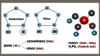 FOSFAT (DNA – RNA)
H3PO4 (Fosforik Asit)
P
O
O
OO
H H
H
ŞEKER ( 5C )
RİBOZ (RNA)
DEOKSİRİBOZ (DNA)
 