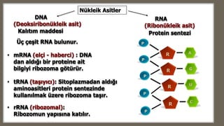 RNA
(Ribonükleik asit)
DNA
(Deoksiribonükleik asit)
Nükleik Asitler
Kalıtım maddesi Protein sentezi
• mRNA (elçi - haberci) : DNA
dan aldığı bir proteine ait
bilgiyi ribozoma götürür.
Üç çeşit RNA bulunur.
• tRNA (taşıyıcı): Sitoplazmadan aldığı
aminoasitleri protein sentezinde
kullanılmak üzere ribozoma taşır.
• rRNA (ribozomal):
Ribozomun yapısına katılır.
 
