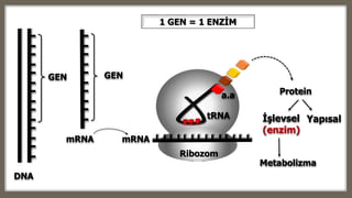 DNA
GEN
mRNA
GEN
mRNA
İşlevsel
(enzim)
Ribozom
tRNA
Proteina.a
Metabolizma
Yapısal
1 GEN = 1 ENZİM
 