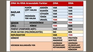 DNA Ve RNA Arasındaki Farklar DNA RNA
BAZLAR
(N)
PURİN
ÇİFT HALKA
ADENİN VAR VAR
GUANİN VAR VAR
PRİMİDİN
TEK HALKA
CİTOZİN VAR VAR
TİMİN VAR YOK
URASİL YOK VAR
ŞEKER
(5C)
DEOKSİRİBOZ VAR YOK
RİBOZ YOK VAR
FOSFAT (FOSFORİK ASİT) VAR VAR
İPLİK SAYISI (POLİNÜKLEOTİD) İKİ BİR
REPLİKASYON VAR YOK
GÖREVİ KALITIM
MADDESİ
PROTEİN
SENTEZİ
HÜCREDE BULUNDUĞU YER
ÇEKİRDEK
KLOROPLAST
MİTOKONDRİ
ÇEKİRDEK
KLOROPLAST
MİTOKONDRİ
RİBOZOM
 