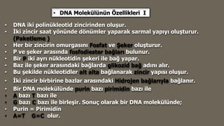 • DNA iki polinükleotid zincirinden oluşur.
• İki zincir saat yönünde dönümler yaparak sarmal yapıyı oluşturur.
(Paketleme )
• Her bir zincirin omurgasını Fosfat ve Şeker oluşturur.
• P ve şeker arasında fosfodiester bağları bulunur.
• Bir P iki ayrı nükleotidin şekeri ile bağ yapar.
• Baz ile şeker arasındaki bağlarda glikozid bağ adını alır.
• Bu şekilde nükleotidler alt alta bağlanarak zincir yapısı oluşur.
• İki zincir birbirine bazlar arasındaki Hidrojen bağlarıyla bağlanır.
• Bir DNA molekülünde purin bazı pirimidin bazı ile
• A bazı T bazı ile
• G bazı C bazı ile birleşir. Sonuç olarak bir DNA molekülünde;
• Purin = Pirimidin
• A=T G=C olur.
• DNA Molekülünün Özellikleri I
 