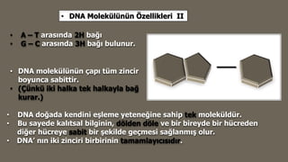• A – T arasında 2H bağı
• G – C arasında 3H bağı bulunur.
• DNA Molekülünün Özellikleri II
• DNA molekülünün çapı tüm zincir
boyunca sabittir.
• (Çünkü iki halka tek halkayla bağ
kurar.)
• DNA doğada kendini eşleme yeteneğine sahip tek moleküldür.
• Bu sayede kalıtsal bilginin, dölden döle ve bir bireyde bir hücreden
diğer hücreye sabit bir şekilde geçmesi sağlanmış olur.
• DNA’ nın iki zinciri birbirinin tamamlayıcısıdır.
 