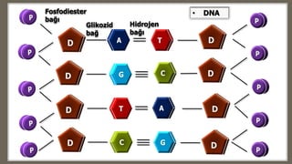 Glikozid
bağ
Hidrojen
bağı
Fosfodiester
bağı
• DNA
 