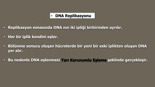 • Replikasyon esnasında DNA nın iki ipliği birbirinden ayrılır.
• Her bir iplik kendini eşler.
• Bölünme sonucu oluşan hücrelerde bir yeni bir eski iplikten oluşan DNA
yer alır.
• Bu nedenle DNA eşlenmesi Yarı Korunumlu Eşleme şeklinde gerçekleşir.
• DNA Replikasyonu
 