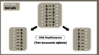 —
—
—
—
—
—
—
T
C
G
T
C
G
T
(Yarı korunumlu eşleme)
• DNA Replikasyonu
A
G
C
A
G
C
A
T
C
G
T
C
G
T
A
G
C
A
G
C
A
A
G
C
A
G
C
A
T
C
G
T
C
G
T
—
—
—
—
—
—
—
T
C
G
T
C
G
T
A
G
C
A
G
C
A
—
—
—
—
—
—
—
Eski iplik
Yeni iplik
 